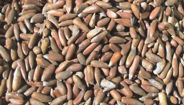 Pine Nut: આ સસ્તા ડ્રાયફ્રુટની શક્તિ કાજુ-બદામ કરતાં પણ વધારે, આ સમસ્યા હોય એવા લોકોએ રોજ ખાવી આ વસ્તુ