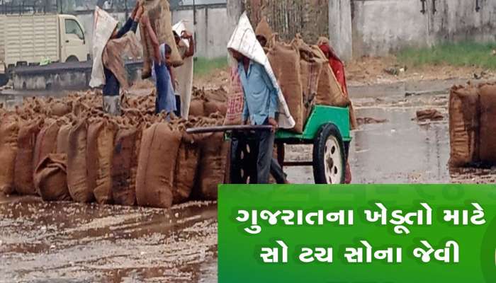 હવામાનના અચાનક આવેલા પલટામાં આ પાક ખાસ સાચવજો ગુજરાતના ખેડૂતો, એક્સપર્ટની આ સલાહ અનુસરશો
