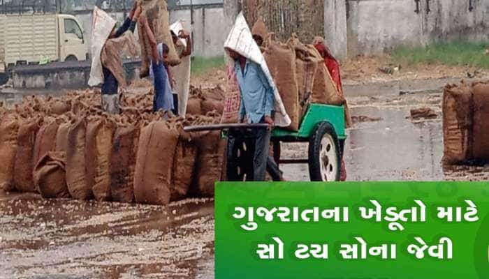હવામાનના અચાનક આવેલા પલટામાં આ પાક ખાસ સાચવજો ખેડૂતો, એક્સપર્ટની આ સલાહ અનુસરશો