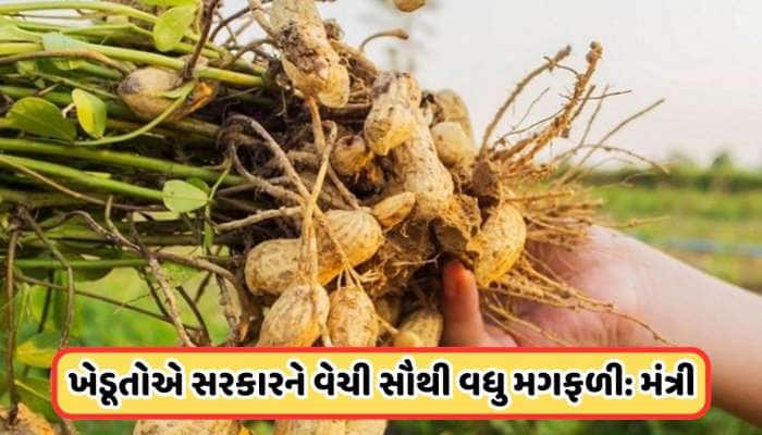 મગફળીના ખેડૂતોમાં ખુશહાલી ! ગુજરાતમાં ટેકાના ભાવે સૌથી રેકોર્ડબ્રેક ખરીદી