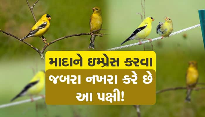 પાર્ટનરને ઇમ્પ્રેસ કરવા રેસ લગાવે છે આ પક્ષી, મધુર ગીતો ગાય છે