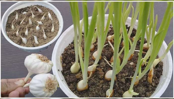 Gardening Tips: આ રીત અજમાવી ઘરે કુંડામાં જ ઉગાડી લો લસણ, માર્કેટમાંથી ખરીદવાની જરૂર નહીં પડે