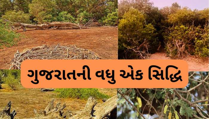 ગુનેરી ગામનો ૩૨ હેકટરથી વધુ એરિયા ગુજરાતની પ્રથમ 'બાયોડાયવર્સિટી હેરિટેજ સાઇટ' જાહેર
