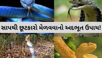 જો તમારા ઘરમાં વારંવાર સાપ ઘૂસી જતા હોય તો દીવાલ પર લખો આ શક્તિશાળી શબ્દ, નહીં આવે