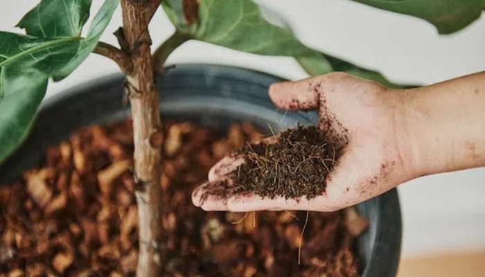 Fertilizer: ઘરે સરળતાથી બનાવી શકો છો આ 4 પ્રકારના ખાતર, તુલસી સહિતના છોડમાં નાખશો તો આખું વર્ષ રહેશે લીલાછમ્મ