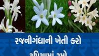 કૃષિ ક્ષેત્રે નવી ક્રાંતિ!રજનીગંધા ફૂલની ખેતી કરીને કરો લાખોની કમાણી,ખેડૂતો ખાસ જાણો