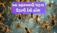 આ શહેરમાં અચાનક આકાસમાંથી વરસ્યા સેંકડો કરોળિયા, આ ડરામણી ઘટના પાછળ શું હકીકત?