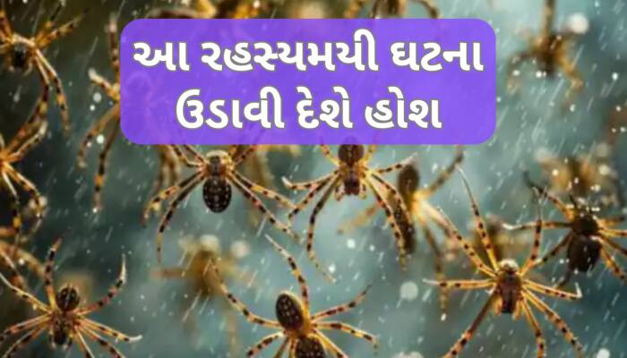આ શહેરમાં અચાનક આકાસમાંથી વરસ્યા સેંકડો કરોળિયા, આ ડરામણી ઘટના પાછળ શું હકીકત?