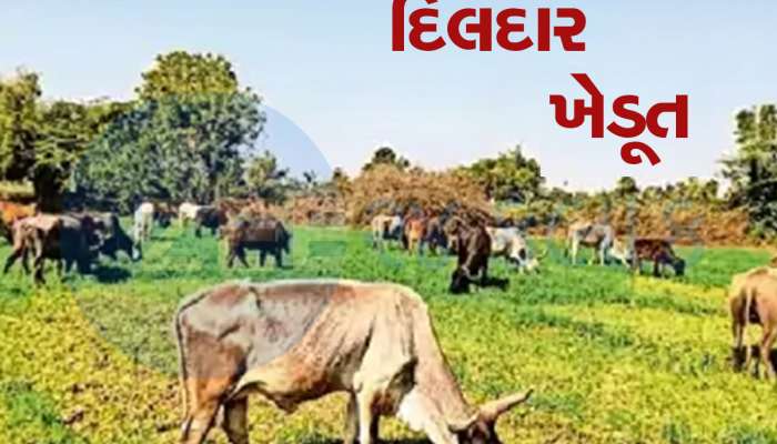 છપ્પનની છાતીવાળા ખેડૂતની અનોખી સેવા! સમૂહલગ્ન માટે જમીન આપવા પાક ગાયને ખવડાવ્યો