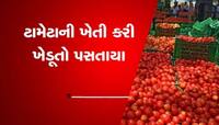 ટામેટાની ખેતી કરતા ખેડૂતોને રડવાનો વારો આવ્યો, બજાર ભાવ ન મળતા લાખોનું નુકસાન