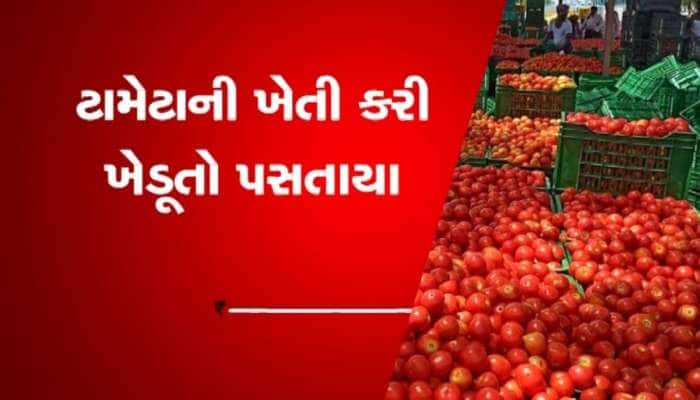 ટામેટાની ખેતી કરતા ખેડૂતોને રડવાનો વારો આવ્યો, બજાર ભાવ ન મળતા લાખોનું નુકસાન