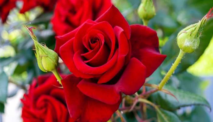 Rose Plant: આ ટીપ્સ ફોલો કરશો તો ગુલાબના છોડમાં ઝડપથી આવશે મોટા મોટા ફૂલ