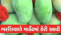 ભરશિયાળે લોકોમાં કૂતુહલ! જૂનાગઢના બજારમાં કેસર કેરીનું આગમન, જાણો એક કિલોનો ભાવ