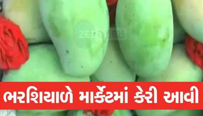 ભરશિયાળે લોકોમાં કૂતુહલ! જૂનાગઢના બજારમાં કેસર કેરીનું આગમન, જાણો એક કિલોનો ભાવ