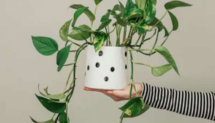 Money Plant: બારેમાસ મની પ્લાંટ રહેશે ખીલેલો, ગ્રોથ પણ થશે ઝડપી, મની પ્લાંટમાં નાખી દેજો 2 ચમચી આ પાવડર