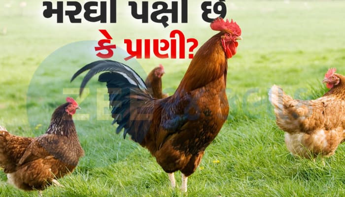 મરઘી પક્ષી છે કે પ્રાણી? ગુજરાતમાં નવી ચર્ચા શરૂ, હાઈકોર્ટે સરકાર પાસે માંગ્યો જવાબ