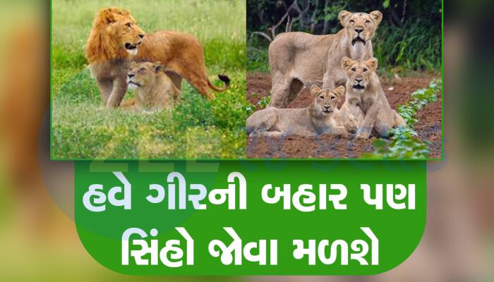 ગુજરાતમાં અહી બની રહ્યો છે નવો લાયન કોરિડોર! નવા ગીરમાં વિહરતા જોવા મળશે વનરાજ