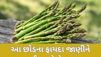 અમલા, મોરિંગા નહીં! આ છોડનું પણ કરો સેવન, શરીરને મળશે અદ્ભુત ફાયદા