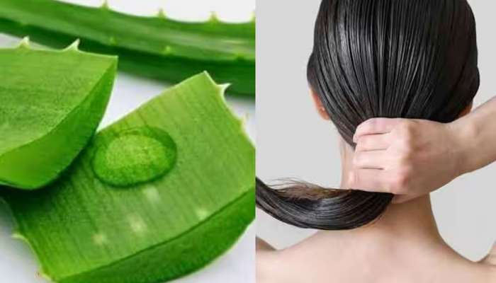 Aloe Vera For Hair: એલોવેરા સાથે આ વસ્તુઓ મિક્સ કરી લગાડો વાળમાં, વાળ થઈ જશે કાળા અને ઝડપથી થશે લાંબા