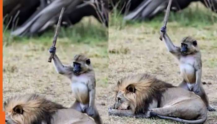 સૂઈ રહેલા સિંહને મારવા દંડો લઈને પહોંચ્યો વાંદરો, આગળ જે થયું જોઈ પેટ પકડીને હસશો