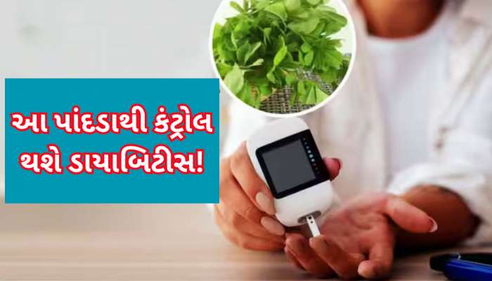 200 પાર થઈ ગયું છે બ્લડ શુગર? ફટાફટ આ 5 પાંદડા તોડીને જ્યૂસ બનાવીને પીઓ, ધડામ થશે શુગર લેવલ!
