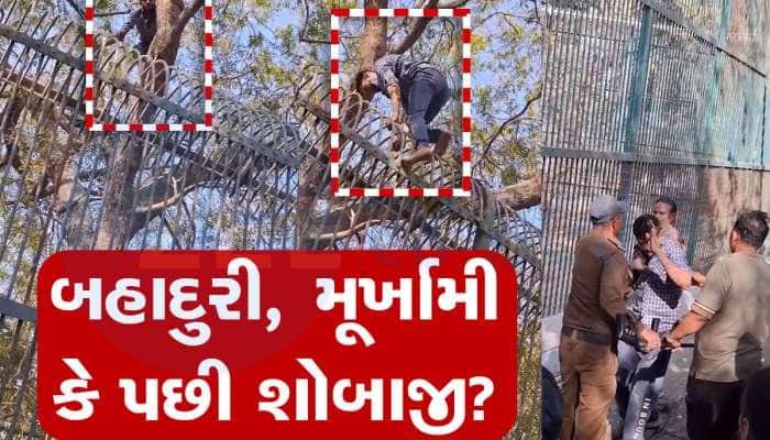 પ્રેમમાં પાગલ યુવક પ્રેમિકાને ઈમ્પ્રેસ કરવા વાઘના પાંજરામાં કૂદી ગયો, અમદાવાદના કાંક