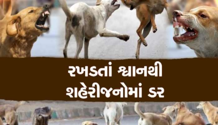 સુરતમાં રખડતા કૂતરાઓનો આતંક, મહિધરપુરામાં 10 દિવસમાં 150થી વધુ લોકોને બચકાં ભર્યા