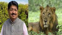 ગીરમાં લાયન કોરિડોર માટે સરકારે આપ્યા મોટા અપડેટ, આ રીતે સચવાય છે સાવજ