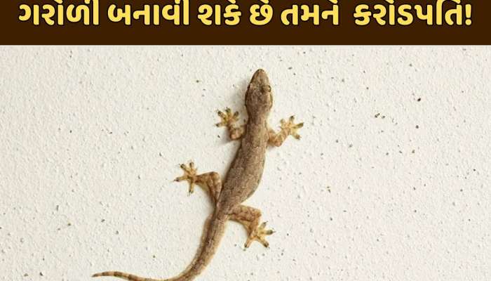 જોતા જ ચિતરી ચઢે અને ભગાડવા દોડીએ એવી ગરોળી તમને બનાવી શકે છે કરોડપતિ!