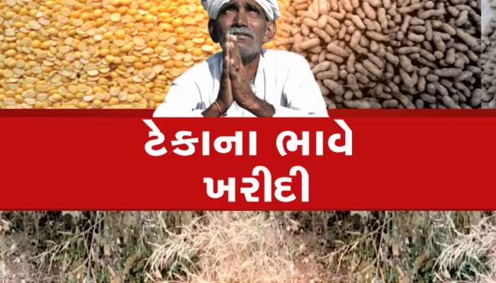 ટેકાના ભાવે મગફળીની ખરીદીમાં સરકારે નવો રેકોર્ડ બનાવ્યો, ખેડૂતોના ખાતામાં સીધો ફાયદો