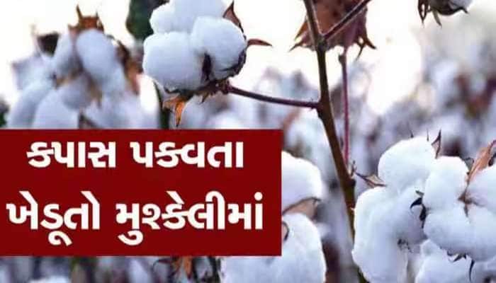 નંબર 1 રહેતા ગુજરાતને મોટો ઝટકો : કપાસના ઉત્પાદનમાં મહારાષ્ટ્ર આગળ નીકળી ગયું 