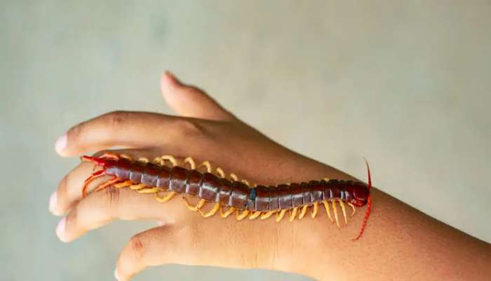 ઘરમાં વારંવાર કાનખજૂરો નીકળે તે શુભ કે અશુભ ? આ સંકેતો પરથી સમજો લાભ થશે કે નુકસાન