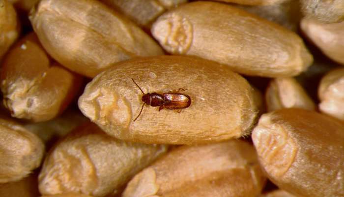 આ વસ્તુ મુકી ઘઉં, ચોખા, દાળ જેવા અનાજ સ્ટોર કરવા, ડબ્બાની આસપાસ પણ નહીં ફરકે ધનેડા