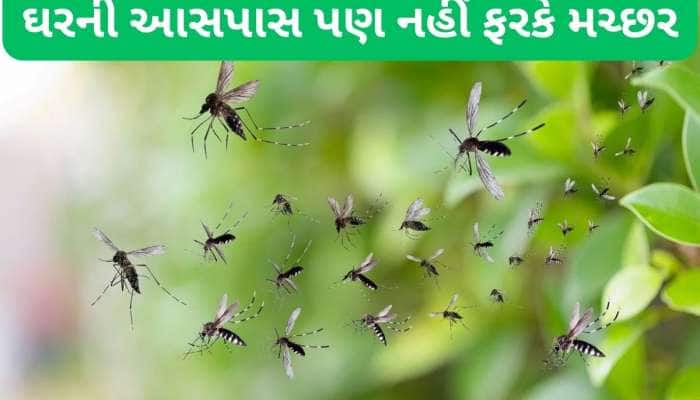 Mosquito: ઘરના ખૂણે-ખૂણામાં છુપાયેલા મચ્છર પણ ભાગી જશે, રુમમાં કરી દો આ તેલનો દીવો