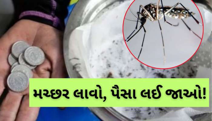 જીવતો કે મરેલો...5 મચ્છર લાવો અને આટલા પૈસા લઈ જાઓ, જાણો ક્યાં ચાલે છે આ મુહિમ