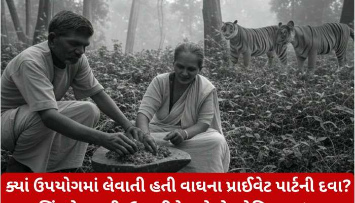 વાઘના લિંગનો દારૂ, અંડકોષનો પાઉડર પુરુષોની શક્તિ વધારે છે? ગર્ભ ધારણ કરવા શું કરે છે