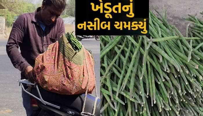 સરગવાની ખેતીમાં કિંગ બન્યો ગુજરાતના આ નાનકડો તાલુકો, અમેરિકા સુધી થાય છે એક્સપોર્ટ 