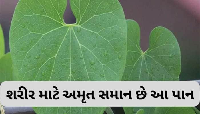 Giloy Benefits: 2 ચમચી આ પાનનો રસ રોજ પી લો, તમારી આસપાસ પણ નહીં ફરકે ગંભીર બીમારીઓ