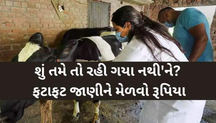 ગુજરાતના પશુપાલકોને સરકાર આપી રહી છે 3000 રૂપિયાની સહાય! કેવી રીતે ઉઠાવી શકશો લાભ?