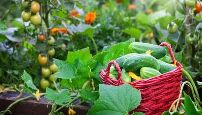 Gardening Tips: માર્ચ મહિનામાં ઝડપથી ઉગશે આ 5 શાકભાજી, માર્કેટમાંથી નહીં ખરીદવું પડે