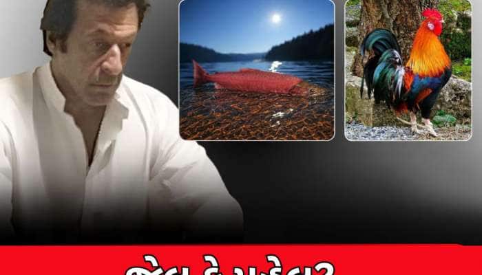 બાપરે...ઈમરાન ખાનના જેલમાં રાજા-મહારાજા જેવા ઠાઠ, 11 હજારની માછલી-દેશી ચિકનનો સૂપ