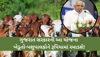 શું તમારી પાસે ગાય-બળદ છે? ગુજરાત સરકારની આ યોજનામા મળે છે સહાય, કેવી રીતે લેશો લાભ?
