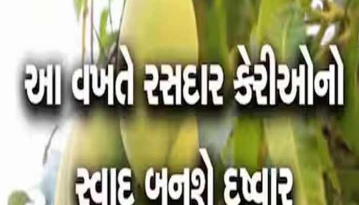 ગુજરાતમાં કેરી પકવતા ખેડૂતો માટે સૌથી ખતરારૂપ સમાચાર; આ વર્ષે આવી શકે છે રોવાનો વારો