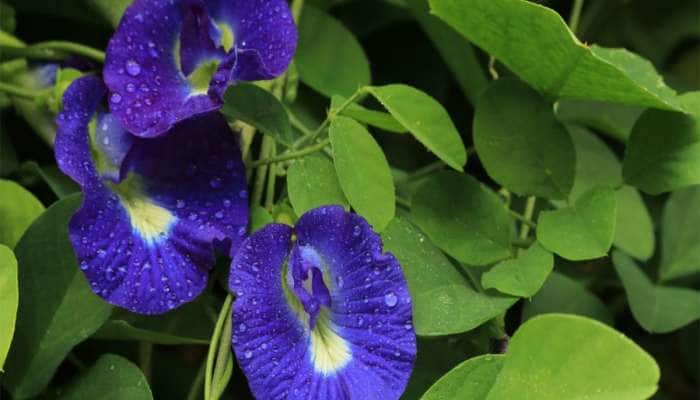 Gardening Tips: અપરાજિતાની વેલ સુકાશે નહીં, ગરમીની શરુઆતથી જ આ રીતે સંભાળ રાખો