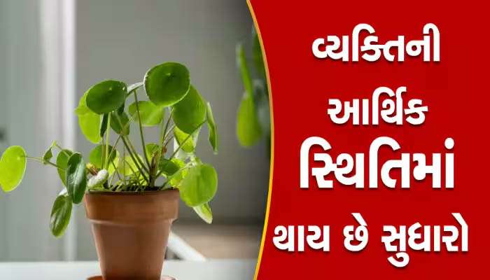 શુક્રવારે ચૂપચાપ મની પ્લાન્ટમાં નાંખી દો આ એક ચીજ, ઝડપથી વધશે તમારું બેંક બેલેન્સ 