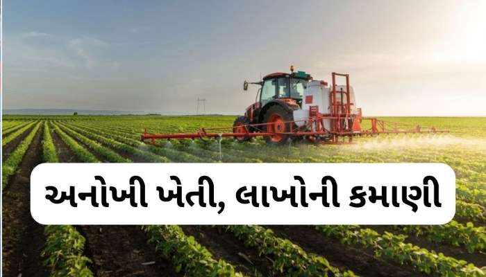 ગુજરાતના આઠ પાસ ખેડૂતે કર્યો કમાલ, પોતાના ખેતરમાં ઉગાડી સૌથી અલગ વસ્તુ, આજે લાખોની કરે છે કમાણી