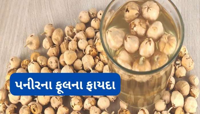Paneer Phool: ડાયાબિટીસ માટે અમૃત છે પનીરના ફૂલ, ખાવાનું શરુ કરવાની સાથે કરવા લાગે છે અસર