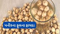 ડાયાબિટીસ માટે અમૃત છે પનીરના ફૂલ, ખાવાનું શરુ કરવાની સાથે કરવા લાગે છે અસર