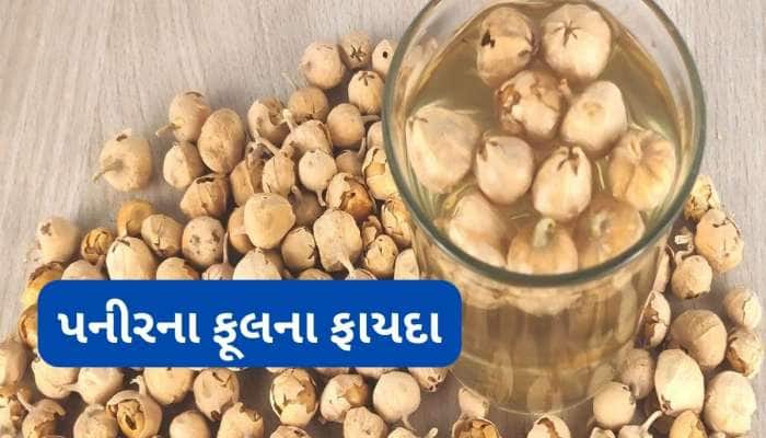 ડાયાબિટીસ માટે અમૃત છે પનીરના ફૂલ, ખાવાનું શરુ કરવાની સાથે કરવા લાગે છે અસર