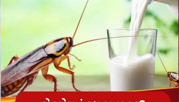 ગાયનું દૂધ છોડો, હવે કોકરોચનું દૂધ બનશે ભવિષ્યનું સુપરફૂડ? વૈજ્ઞાનિકોએ કર્યો ખુલાસો